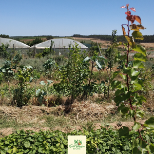 Do Jardim à Mesa: Uma Viagem Nutricional com Poda Sustentável