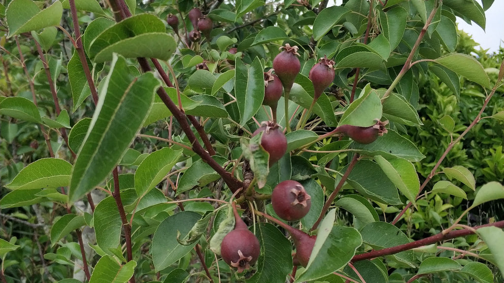 Poda em Verde: Optimizar a saúde e a produção das árvores de fruto