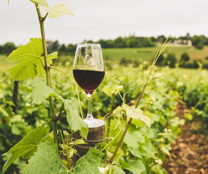 Da Vinha ao Copo: Os Passos Essenciais para Fazer Vinho Artesanal