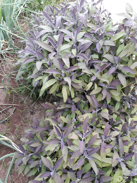 Salva purpura - ervas aromáticas biológicas