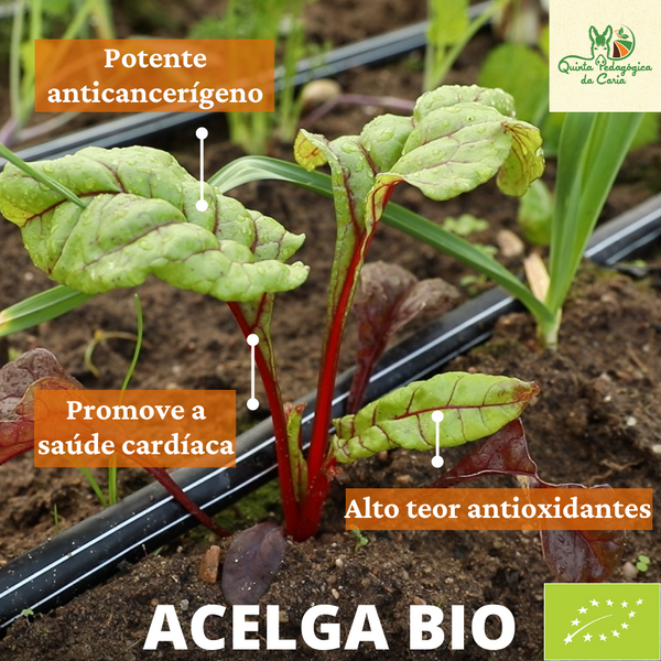 Acelga Biológica