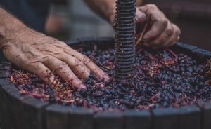 Como fazer Vinho Biológico Artesanal - Curso PRESENCIAL 2 Setembro 2023